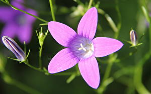 Fotos Glockenblumen Blüte