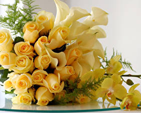 桌面壁纸，，玫瑰，黄色，花卉