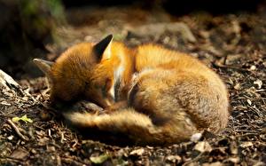 Wallpaper Foxes