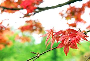 Picture Closeup Branches Foliage Acer Nature