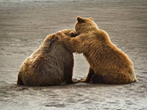 Bureaubladachtergronden Beren Ursidae Bruine beer Alaska Grizzly. Katmai National Park Dieren