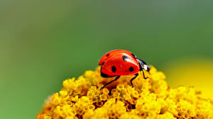 Wallpaper Insects Coccinellidae Animals