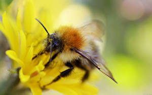 Bureaubladachtergronden Insecten Bijen