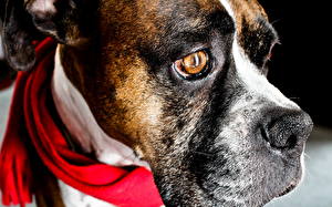 Bakgrunnsbilder Hund Boxer Dyr