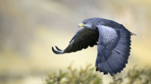 Picture Bird Eagle