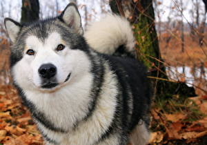 Bureaubladachtergronden Honden Alaska-malamute