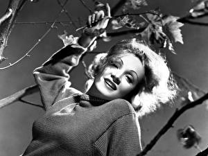 Bakgrunnsbilder Marlene Dietrich