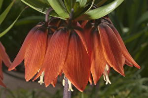 Bakgrundsbilder på skrivbordet Fritillaria