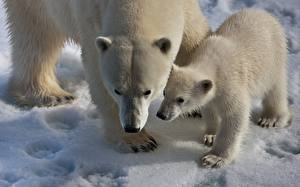 Bilder Bären Eisbär ein Tier