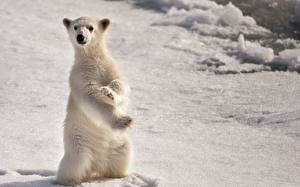 Fondos de escritorio Un oso Oso polar un animal