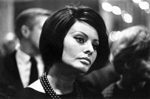 Bakgrundsbilder på skrivbordet Sophia Loren