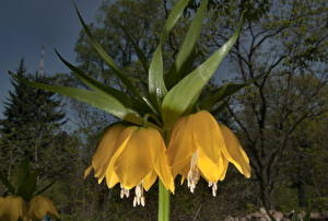 Picture Fritillaria  flower