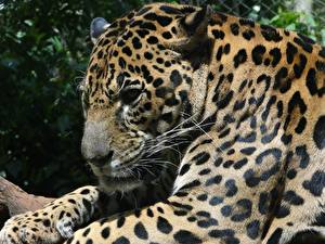 Wallpapers Big cats Jaguars Animals