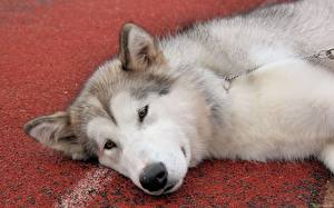 Bureaubladachtergronden Hond Siberische husky Dieren