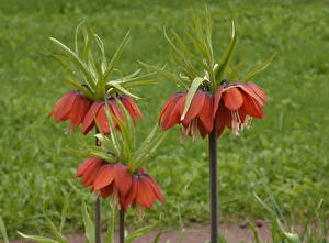 Bakgrundsbilder på skrivbordet Fritillaria Blommor