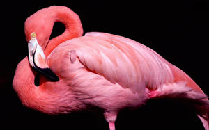 Papel de Parede Desktop Aves Flamingos Animalia