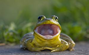 Image Frog
