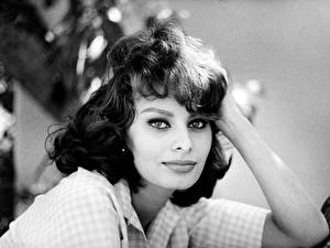Bakgrundsbilder på skrivbordet Sophia Loren