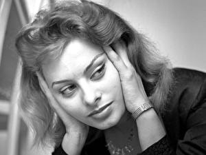Bakgrundsbilder på skrivbordet Sophia Loren Kändisar