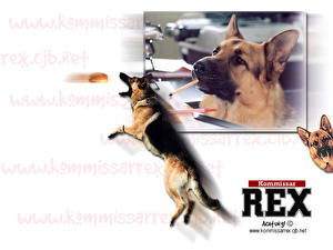 Fonds d'écran Rex, chien flic