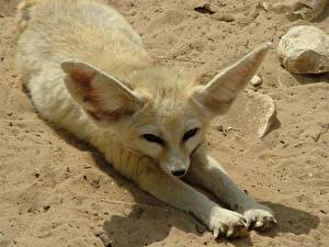 Photo Foxes Fennec fox animal