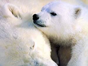 Hintergrundbilder Ein Bär Eisbär Tiere