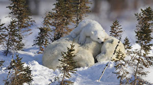 Papel de Parede Desktop Urso Urso-polar
