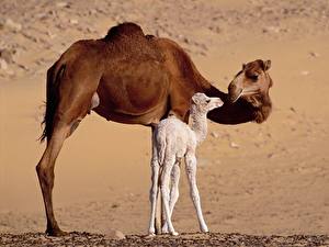 Photo Camels