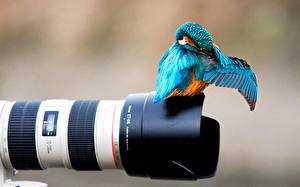 Fonds d'écran Oiseau Objectif photographique Martin-pêcheur d'Europe un animal