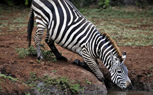 Bureaubladachtergronden Zebra's een dier