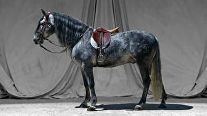 Desktop hintergrundbilder Pferde Tiere