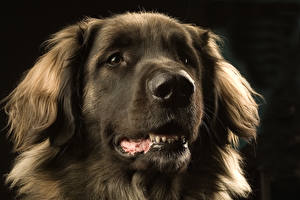 Картинки Собаки Ретривер Черный фон животное