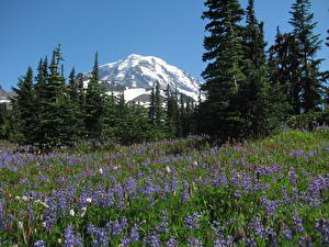Bureaubladachtergronden Parken Verenigde staten Mount Rainier National Park Washington Natuur