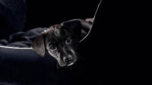 Hintergrundbilder Hunde Schwarzer Hintergrund ein Tier