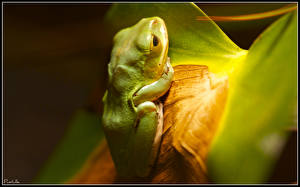 Image Frog animal