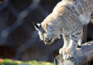 Photo Big cats Lynxes Animals