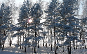 Картинка Времена года Зима Снега Лучи света Природа