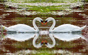 Picture Bird Swans