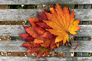 デスクトップの壁紙、、クローズアップ、秋、木の葉、自然
