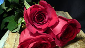 Hintergrundbilder Rose
