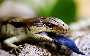Hintergrundbilder Reptilien ein Tier