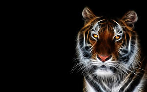 Bureaubladachtergronden Tijger Pantherinae Kijkt Snuit 3D graphics Dieren