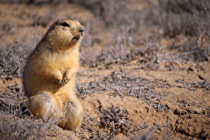 Images Rodents Gophers