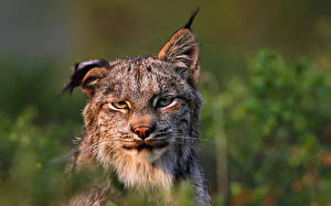 Bureaubladachtergronden Pantherinae Lynx een dier