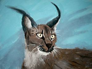 Fonds d'écran Fauve Lynx Caracal