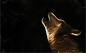 Bilder Wolf Kopf 3D-Grafik