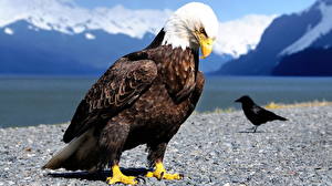 Pictures Birds Eagle