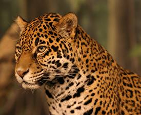 Bakgrundsbilder på skrivbordet Pantherinae Jaguarer Djur