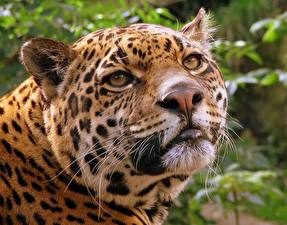 Wallpaper Big cats Jaguars Animals