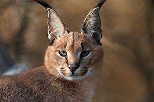 Desktop wallpapers Big cats Lynx  Animals